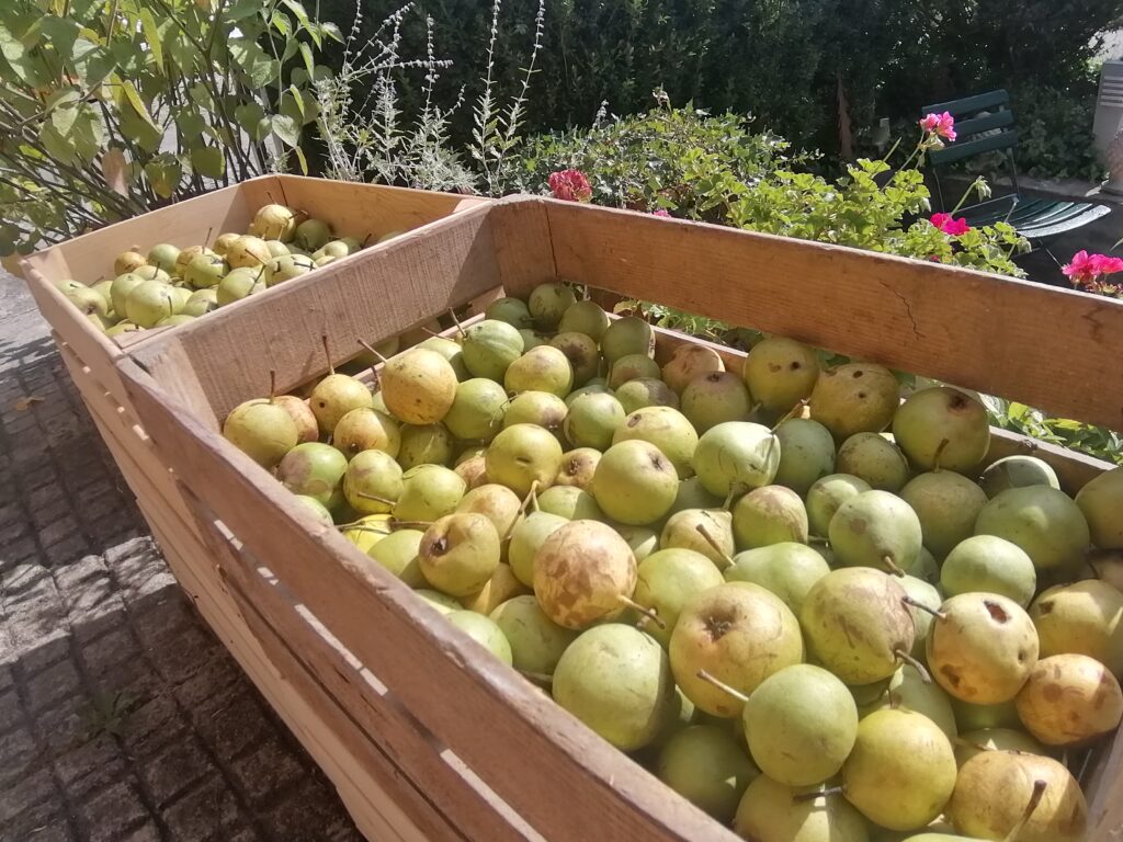 frisch gepflückte grüne Birnen