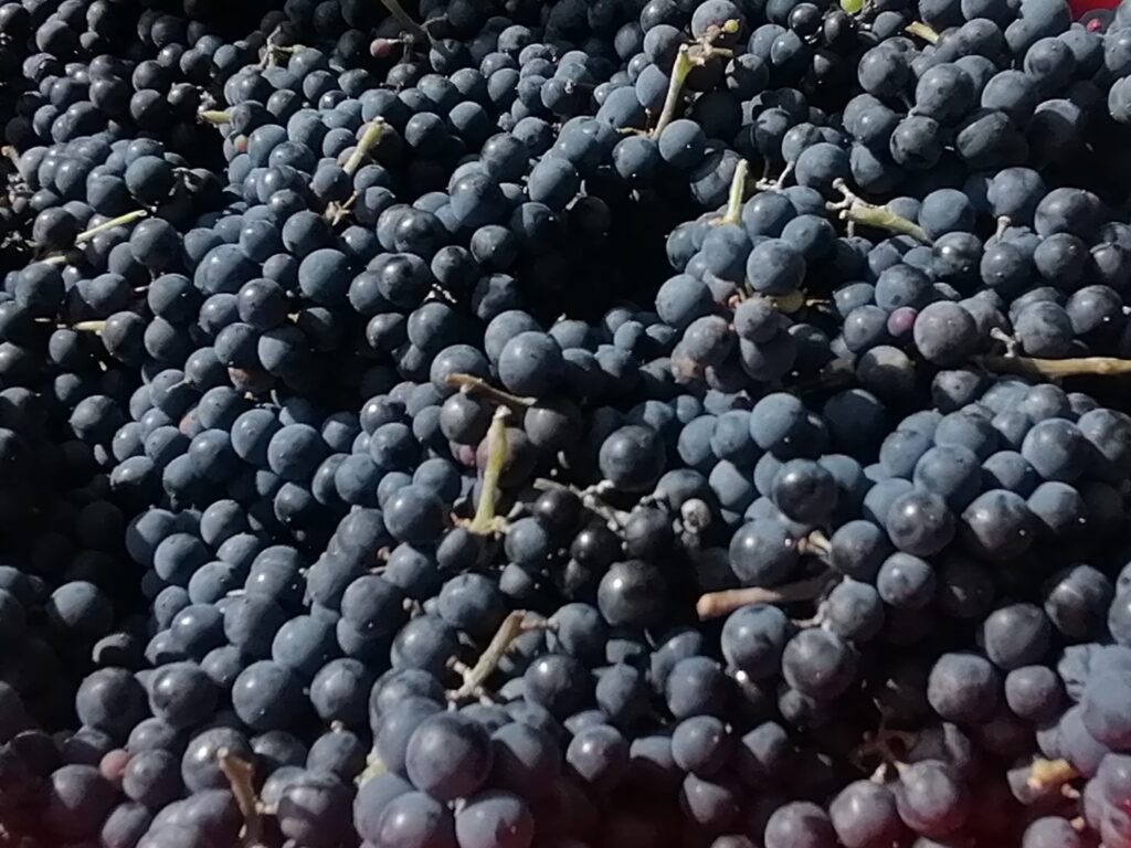frisch gepflückte blaue Trauben