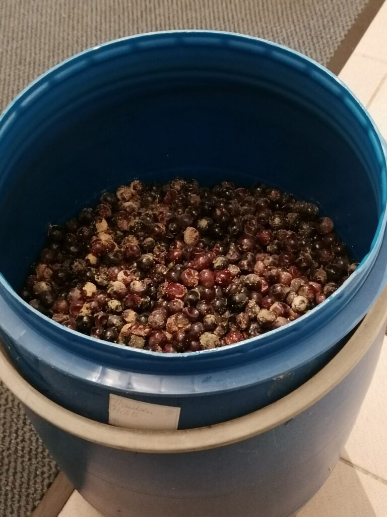eingemaischte Trauben-Beeren im Schnapsfass