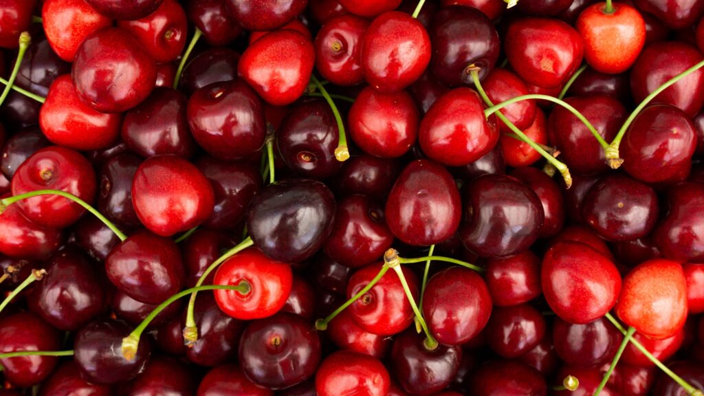 frisch gepflückte rote Kirschen