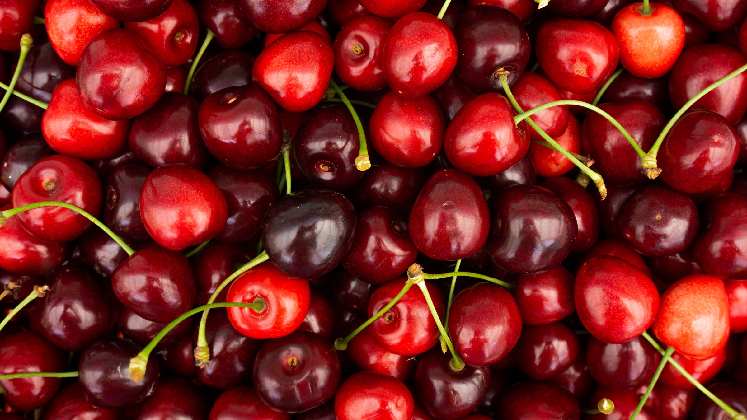 frisch gepflückte rote Kirschen