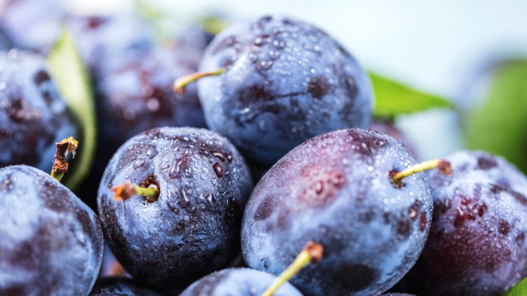 frisch gepflückte blaue Zwetschgen